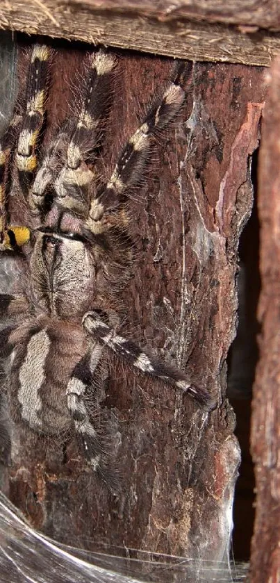 Exotic spider resting on textured tree bark.