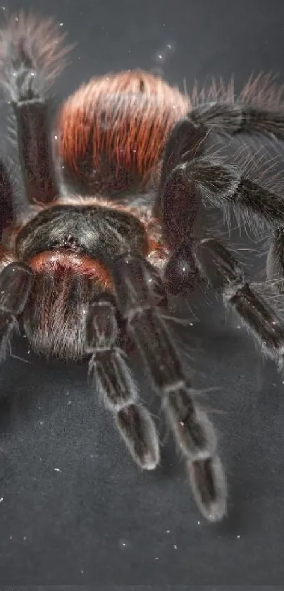 Striking tarantula on a dark background, close-up mobile wallpaper.