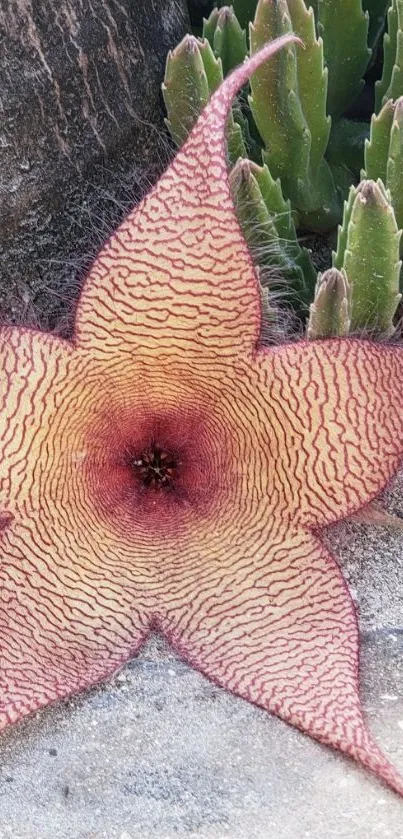 Starfish cactus flower with green background