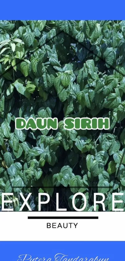 Lush daun sirih leaves with vibrant green tones.