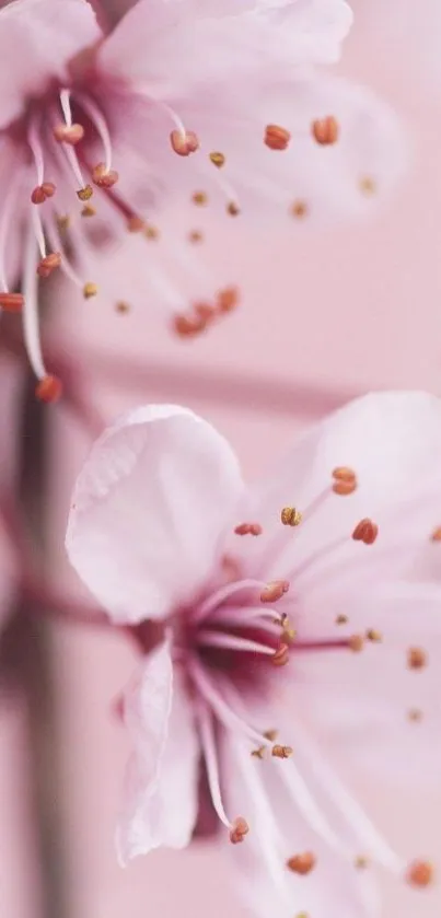 Delicate pink cherry blossoms on a branch, perfect for mobile wallpaper.