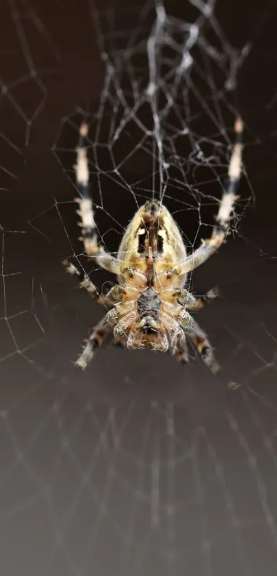 Spider  Live Wallpaper