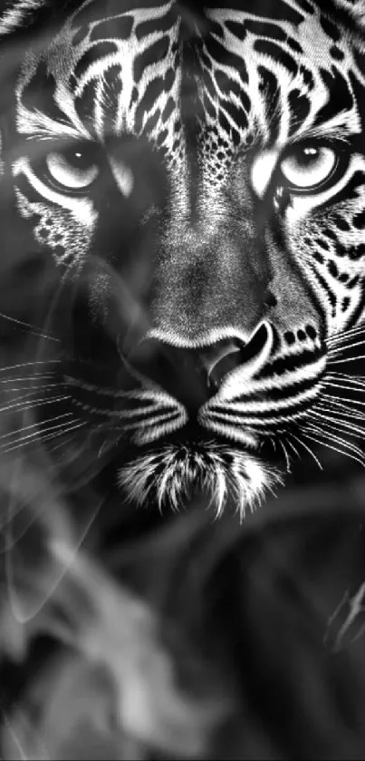 Tiger  Live Wallpaper