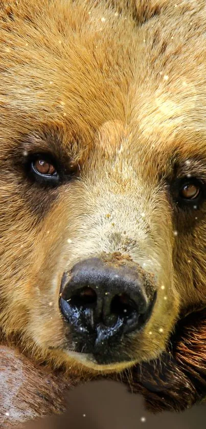 Eye Brown Bear Carnivore Live Wallpaper