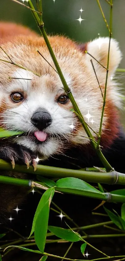 red panda Live Wallpaper