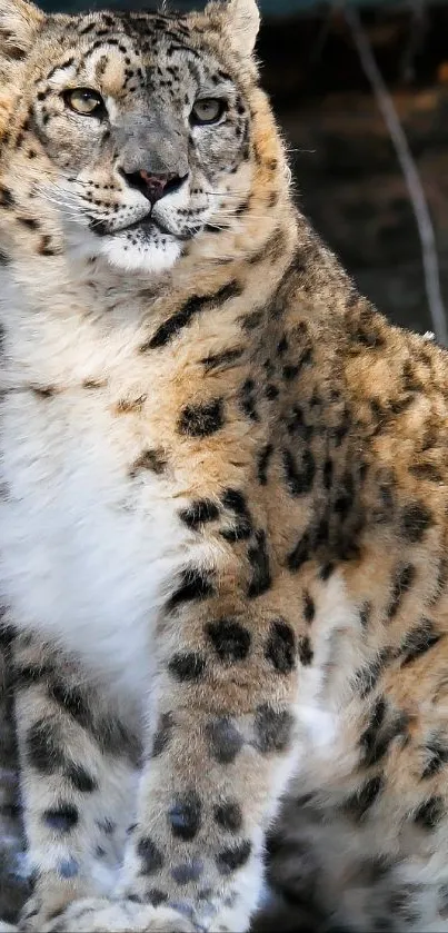Animal Print
Comp Entry 2. Live Wallpaper