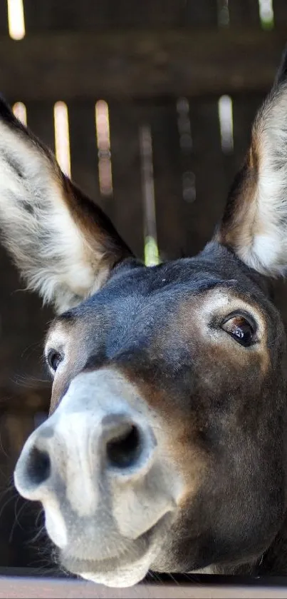 DONKEY Live Wallpaper