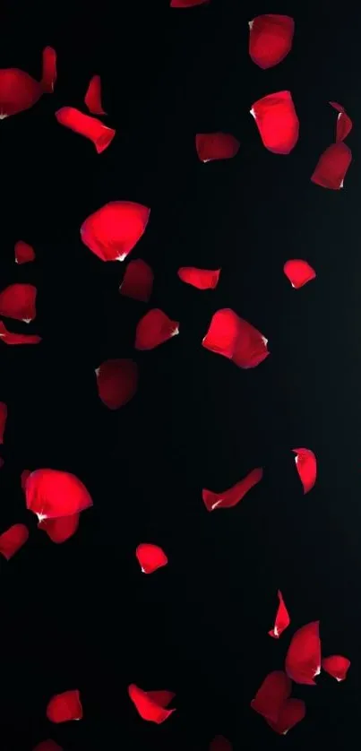 Red rose petals falling on a dark background creating a romantic wallpaper.