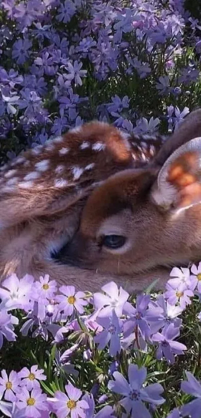 A fawn peacefully resting in a lavender flower field.