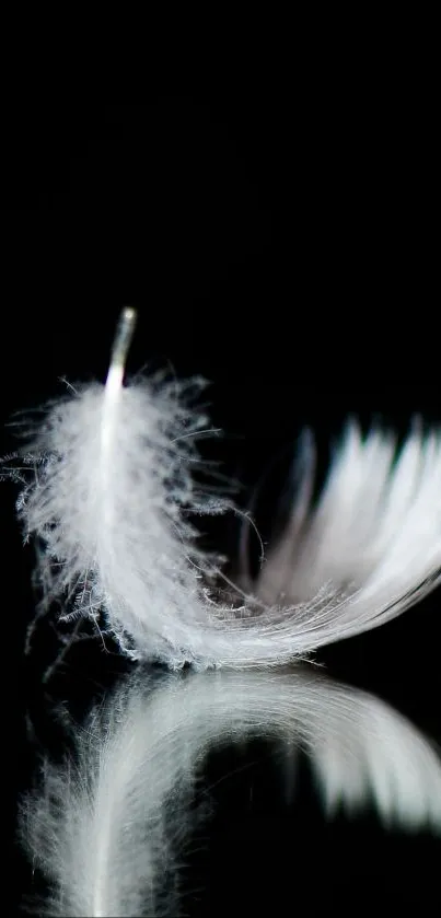 Delicate white feather on a black background wallpaper.