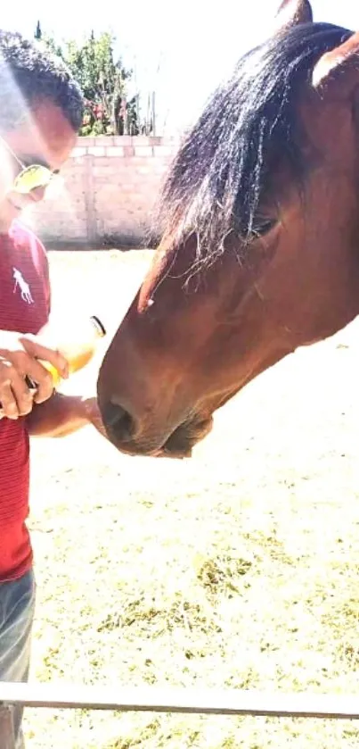 Man feeding a horse in sunny outdoor setting.