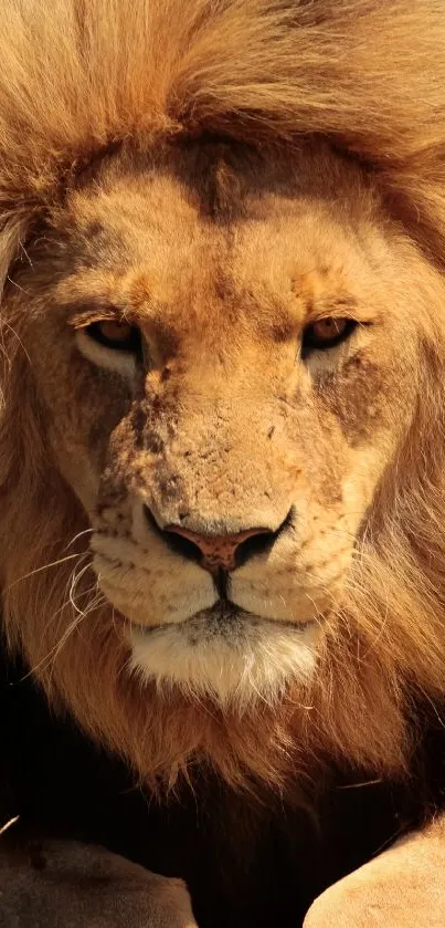 LION WARP Live Wallpaper