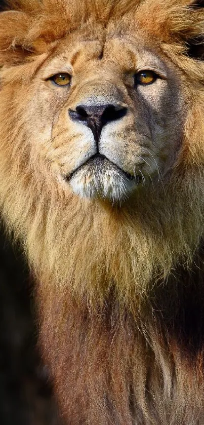 Felidae Carnivore Masai Lion Live Wallpaper