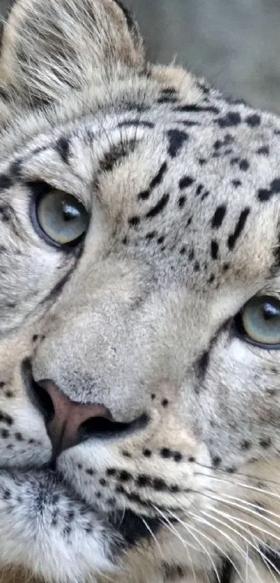 leopard Live Wallpaper