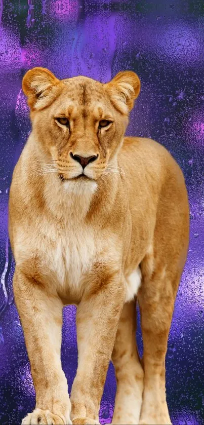 Felidae Carnivore Whiskers Live Wallpaper