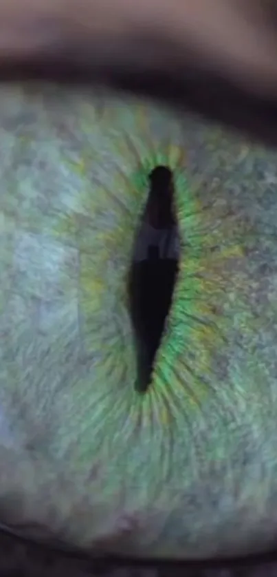 Close-up of a green feline eye with intricate patterns and vibrant hues.