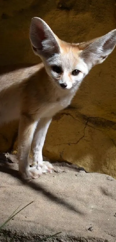 Fennec fox on rocky terrain in sunlight.