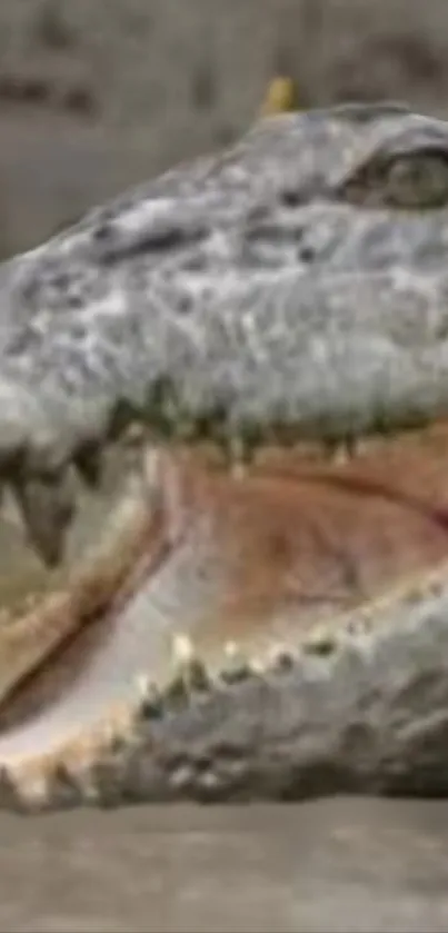 Close-up of a crocodile showing its sharp teeth and fierce expression.