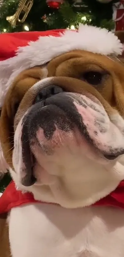 Bulldog wearing Santa hat next to Christmas tree.