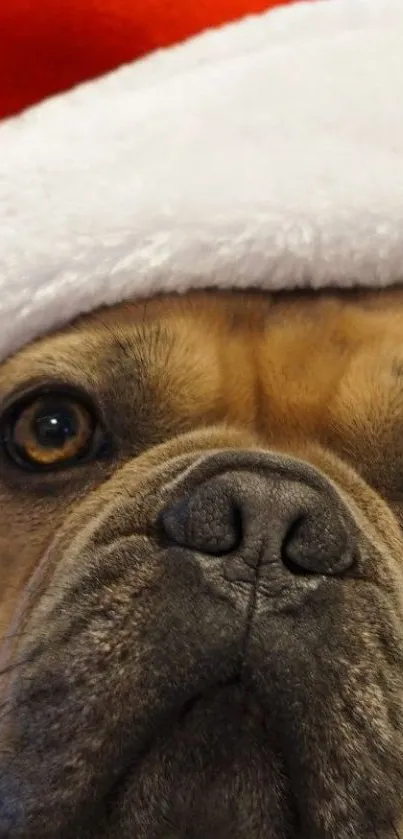 Adorable bulldog wearing a Santa hat on a festive wallpaper.