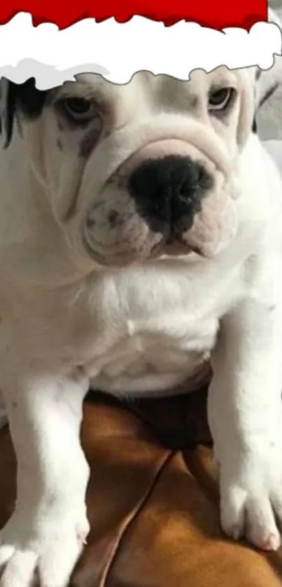 Bulldog puppy wearing a Santa hat on a mobile wallpaper.