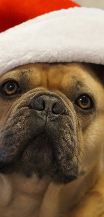 French Bulldog wearing a Santa hat, looking festive and cute.