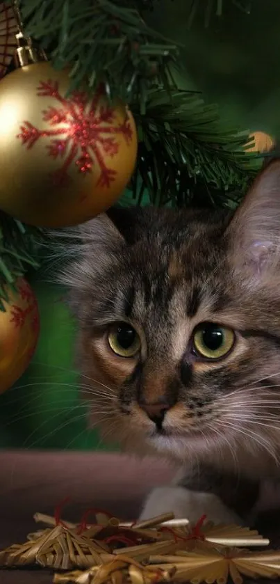 Cat with gold Christmas ornaments under a tree.