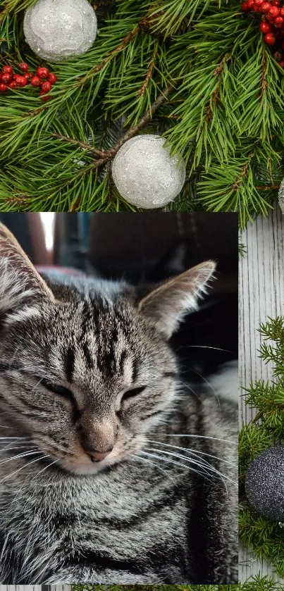 Cozy cat with pine branches and holiday ornaments in festive wallpaper.