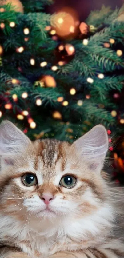 Cute kitten sitting by a Christmas tree with lights.