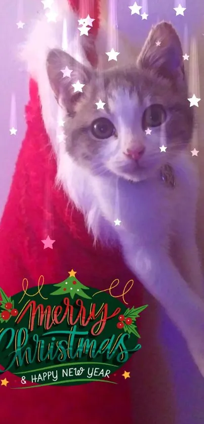 Kitten in Christmas stocking with festive greeting.