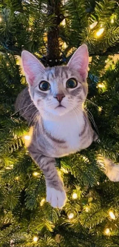 Cat nestled in a Christmas tree with festive lights.