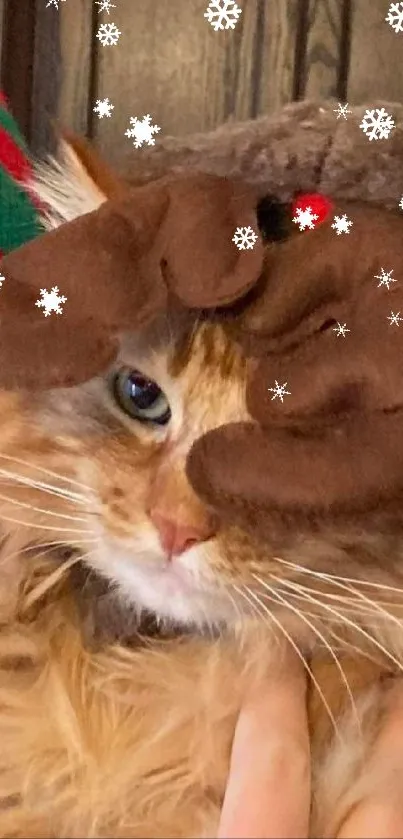 Cute fluffy cat with reindeer hat, festive holiday wallpaper.