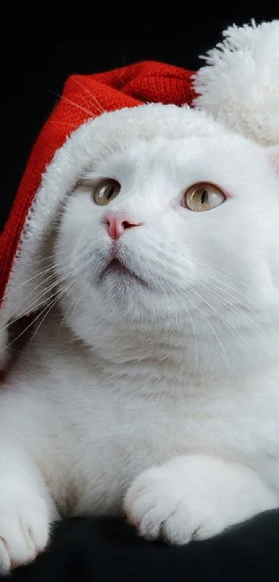 White cat wearing a festive Santa hat on black background.