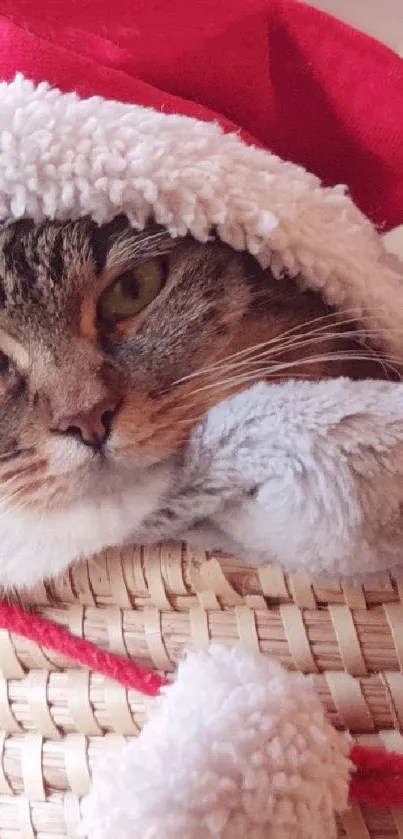 Cat wearing a Santa hat in a wicker basket, offering a festive look.