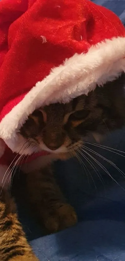 Cat in a Santa hat on blue background.