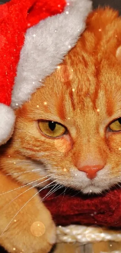 Orange cat wearing Santa hat, lying down, festive mobile wallpaper.