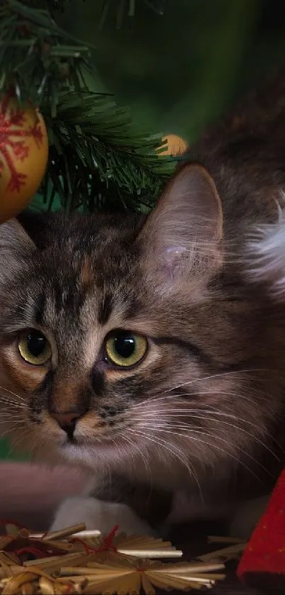 Cat under Christmas tree with ornaments and red sack.