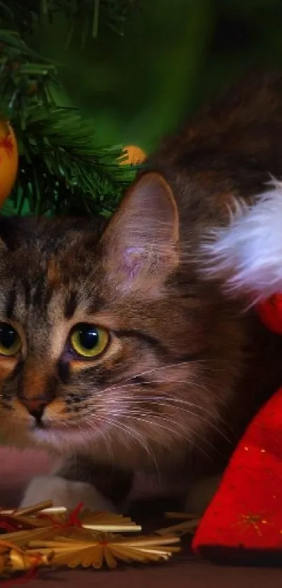 Tabby cat under a Christmas tree with red decorations and a Santa sack.