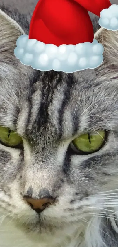 Gray cat wearing a Santa hat with a festive background.