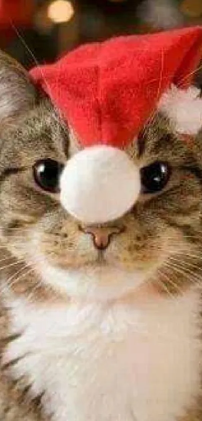 Cute cat wearing a red Santa hat for holiday wallpaper.