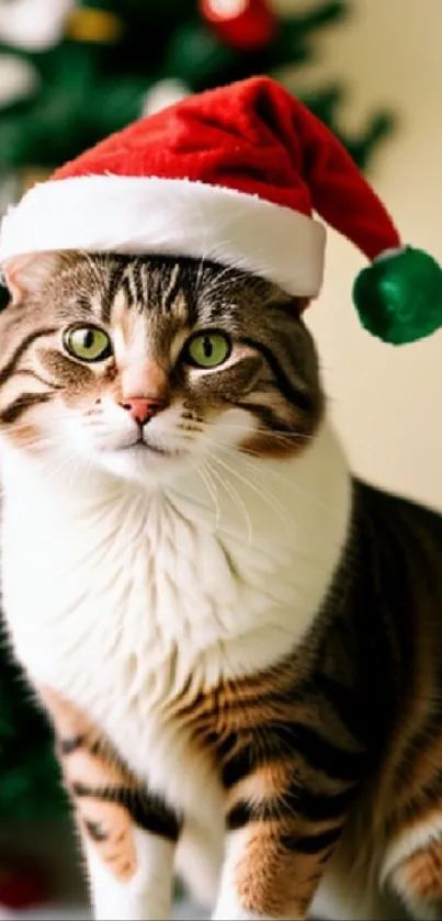 Cat wearing a Santa hat in front of a Christmas tree.