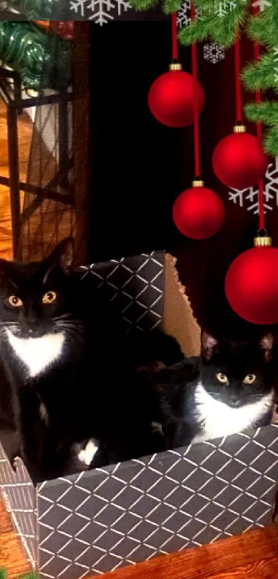 Black cats in a festive box with red ornaments and pine accents.