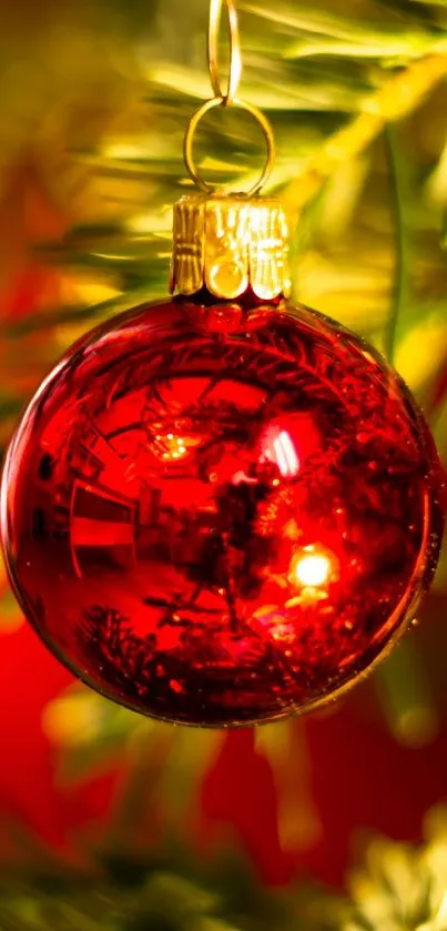 Shiny red Christmas ornament hanging on lush green pine branches.