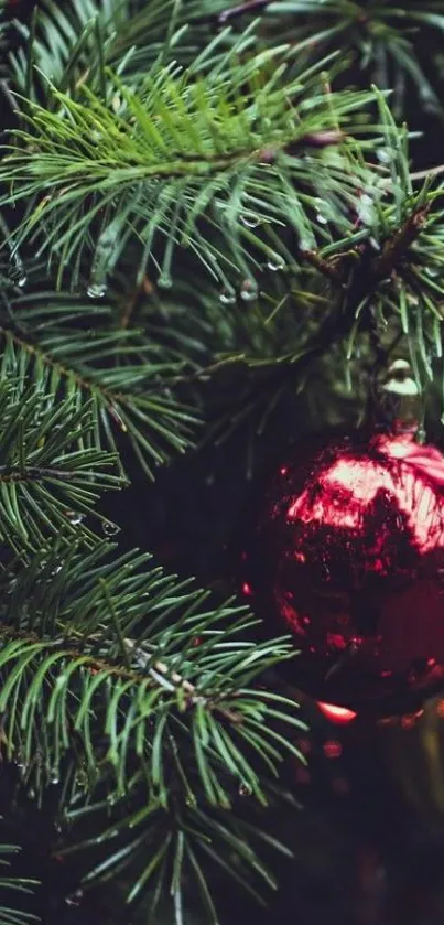 Christmas tree branch with red ornament