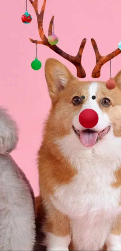 Festive corgi with antlers and poodle on pink background.