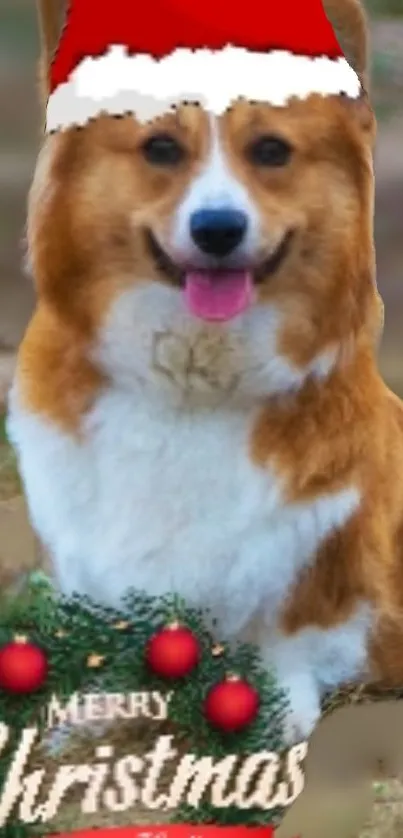 Cute corgi wearing a Santa hat enjoying Christmas.