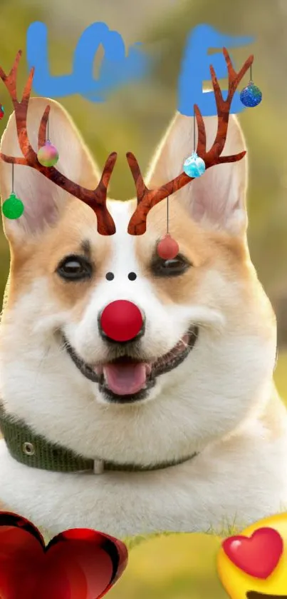 Corgi with reindeer antlers, smiling joyfully in a festive holiday setting.