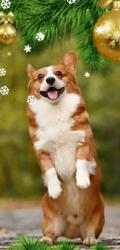 Festive wallpaper with a joyful Corgi and Christmas decorations.