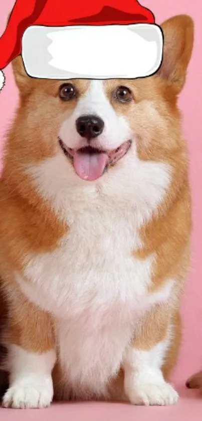 Cute corgi with Santa hat on pink background.