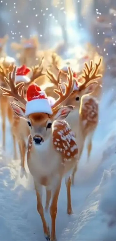 Deer wearing Santa hats in snowy forest path